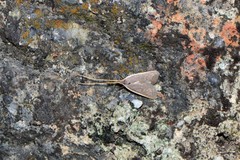 Homaloxestis multidentalis