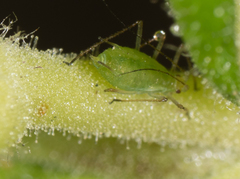 Macrosiphum euphorbiae