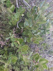 Olea capensis capensis