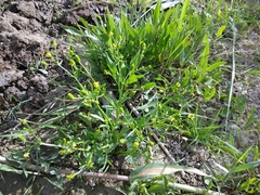 Ranunculus sceleratus