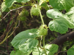 Passiflora foetida