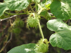 Passiflora foetida