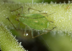 Macrosiphum euphorbiae