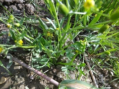 Ranunculus sceleratus