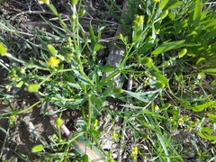 Ranunculus sceleratus