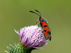 Zygaena laeta