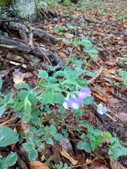 Lathyrus laxiflorus