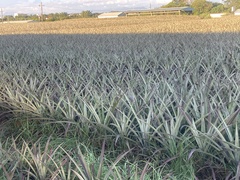 Ananas comosus comosus