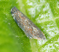 Scaphytopius loricatus