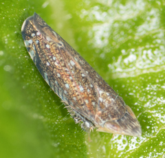 Scaphytopius loricatus