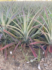 Ananas comosus comosus