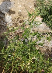 Atriplex aucheri