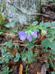 Lathyrus laxiflorus