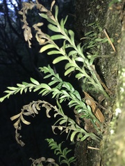 Tmesipteris truncata