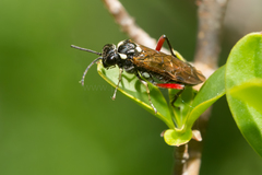 Macrophya punctumalbum