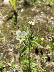 Viola arvensis