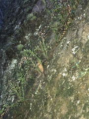 Tmesipteris truncata