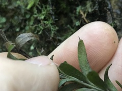 Tmesipteris truncata