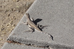 Callisaurus draconoides ventralis