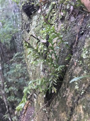 Tmesipteris truncata