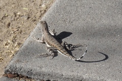 Callisaurus draconoides ventralis