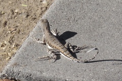 Callisaurus draconoides ventralis