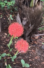 Scadoxus