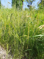 Carex arnellii