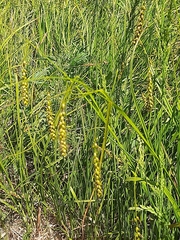 Carex arnellii