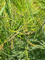 Carex arnellii