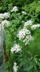 Valeriana officinalis