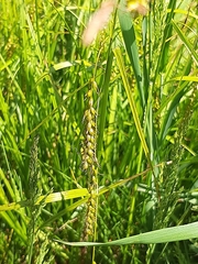 Carex arnellii