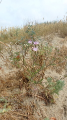 Klasea erucifolia