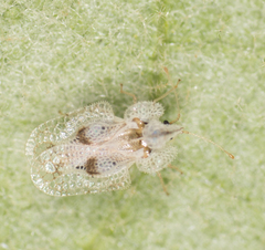 Corythucha confraterna