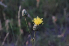 Centaurea rupestris