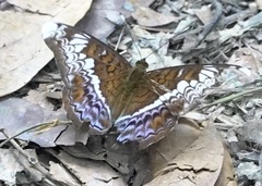 Lebadea martha parkeri