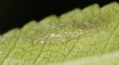 Tinocallis ulmiparvifoliae