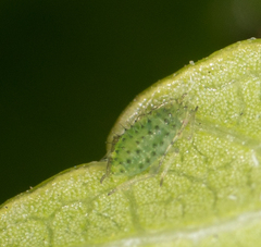 Tinocallis ulmiparvifoliae