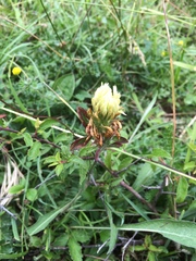 Trifolium ochroleucon