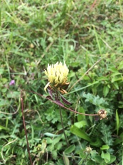 Trifolium ochroleucon