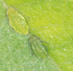 Tinocallis ulmiparvifoliae