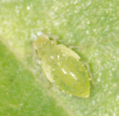 Tinocallis ulmiparvifoliae