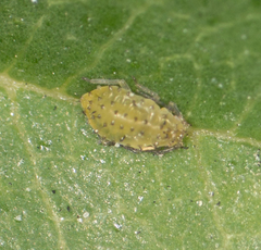 Tinocallis ulmiparvifoliae