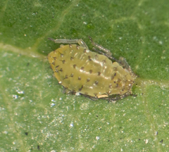 Tinocallis ulmiparvifoliae