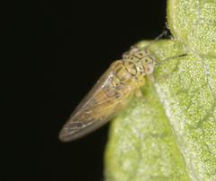 Blastopsylla occidentalis