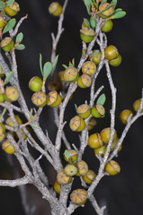 Leptospermum coriaceum