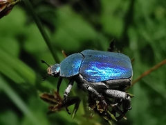 Hoplia coerulea