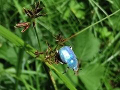 Hoplia coerulea