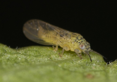 Blastopsylla occidentalis