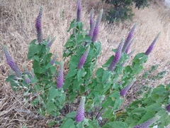 Teucrium hircanicum